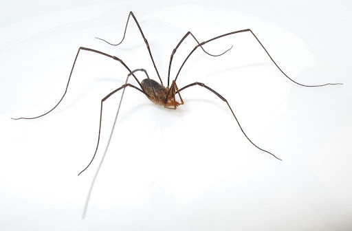 Как вывести пауков из дома?