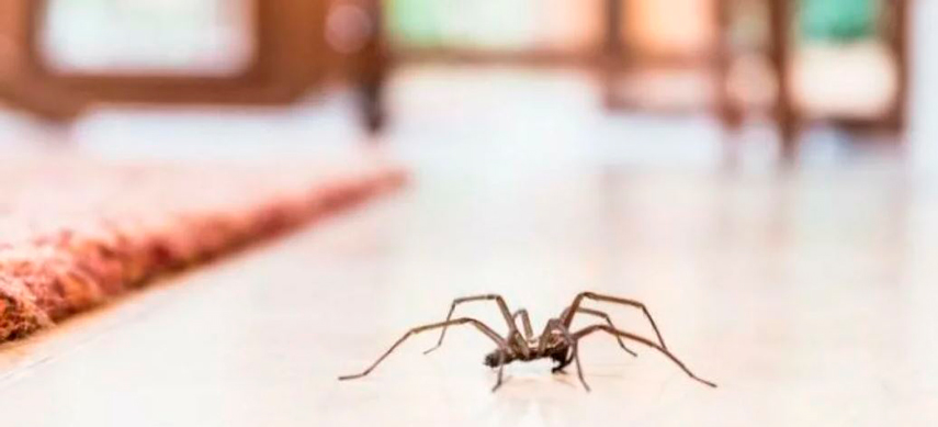 Как вывести пауков из дома?