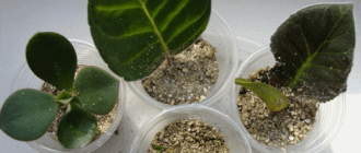 Что такое вермикулит для комнатных растений и как его применять