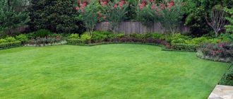 Как выбрать газонную траву для дачи - обзоры, рекоменации, рейтинг